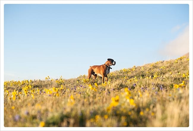 Mountain-top-engagement_Rene-Tate_0028